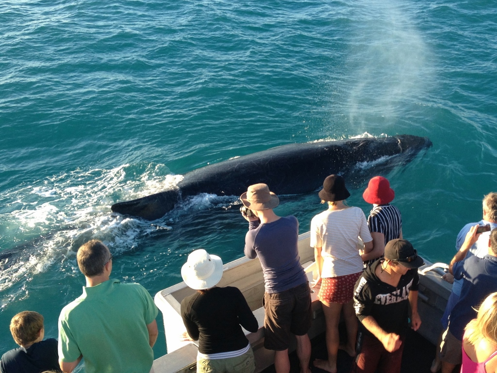 Exclusive Whale Watching Cruise